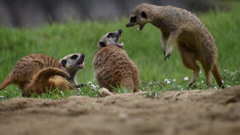 😂Video of the strongest fighting between animals