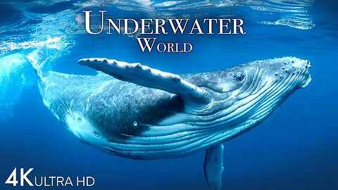 Underwater world 4k- Incredible colourful ocean life| Nisham silwal