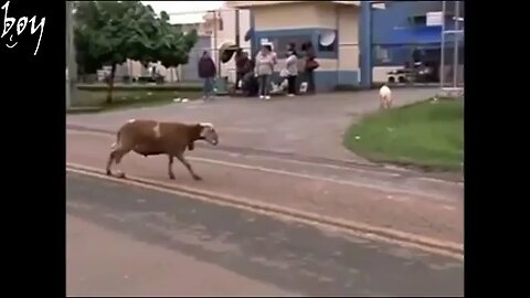 funny goat and man fight 🤣😝😝😝