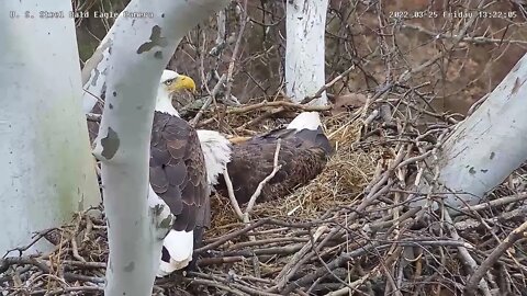 USS Eagles - Bonding Behaviors