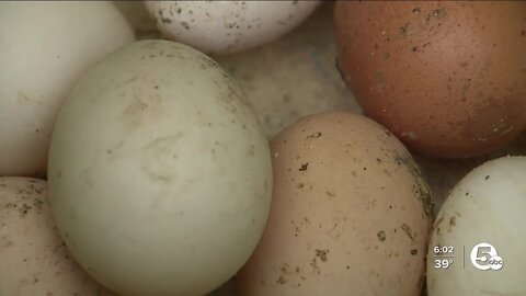 Duck eggs growing in popularity as chicken eggs remain expensive