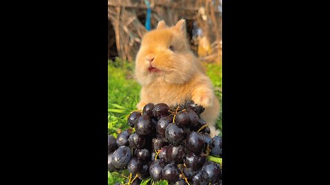 Rabbit Eating Cherry in the Park 🍒🍒🍒