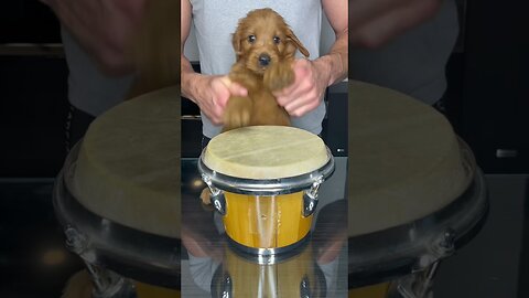 Puppy Drums