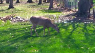 Deer in Yard in Wickliffe Ohio