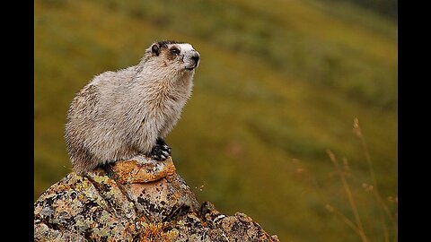 Video Of Marmots Fighting And Playing