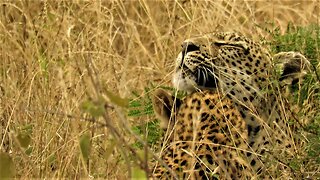 Affectionate moment caught between leopard mother & daughter
