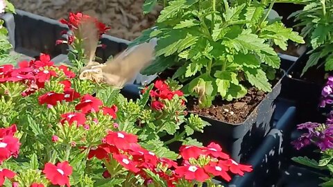 Beautiful Sphinx Moth. Looks Like a Hummingbird!