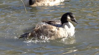 CatTV: Moving Ducks Swimming