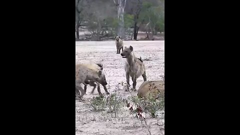 Clan Of Hyenas Attack ioness