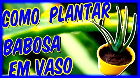 Como plantar babosa🌱✔💥 em vaso - [ TUDO QUE VOCÊS PRECISAM SABER]