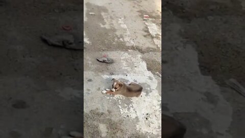Cute puppy sitting on the middle of the road,#shorts,#puppy,#animal,#babydog,#saveanimals,#viral