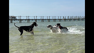 Water Loving Great Danes Race Splashing & Dashing Zoomies