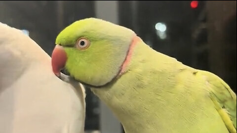 Beautiful tia bird trending video