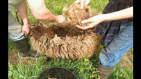 Video Short: Rooing & the Preorbital gland on an Icelandic sheep