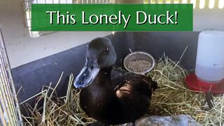 Finding a New Home for This Lonely Duck