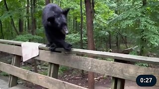 Polite Bear Listens And Gets Down Off Deck