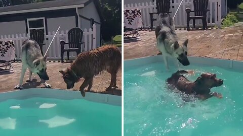 Pup accidentally falls right into the pool 2