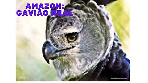 Amazon: Gavião Real