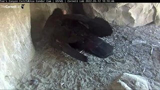 California Condor cam is up. Egg should hatch 5-13 to 5-15 5-12-22