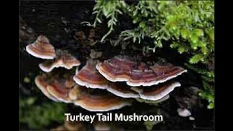 PFTTOT Part 160 Benefits of Turkey Tail Mushroom