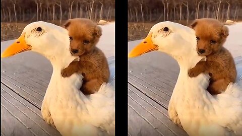 Cute friendship between duck and dog