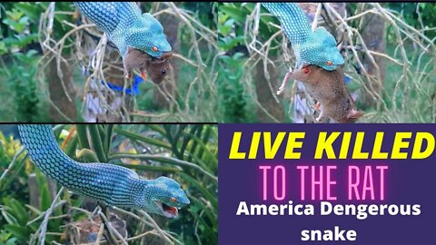 OMG! How Live Feeding Snake to Rat it's nature Rule || 2022 ||@Nat Geo WILD
