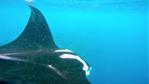 Gigantic manta ray buzzes scuba diver as he surfaces