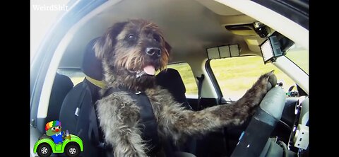 New Zealand [ Must See ] DOGS THAT CAN DRIVE CARS !!!!