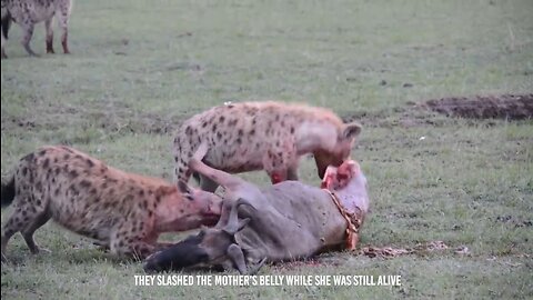 Hyenas eating Wildebeest Alive 😲😲🧐🧐