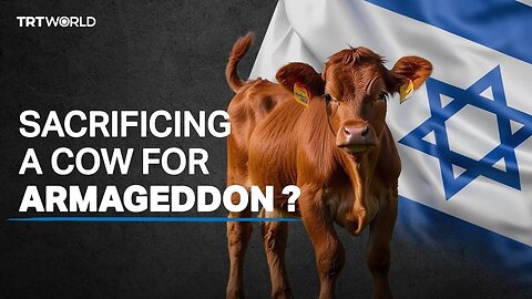 Sacrificing red cows: The Jewish prophecy to replace Al Aqsa