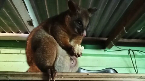 Bandit The Australian Possum, close up of her baby in her pouch, 30/05/2020 ( Video 19 Part 2 )