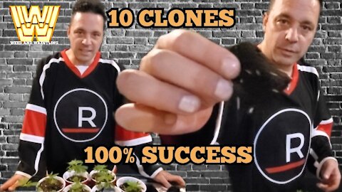 Growing Cannabis: 100% Success! | Cloning 10 Northern Lights 5 Marijuana Plants | Weed And Wrestling
