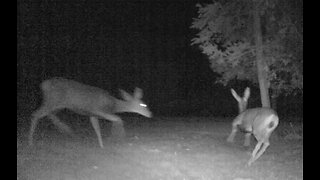 Spooked Prancing Deer!
