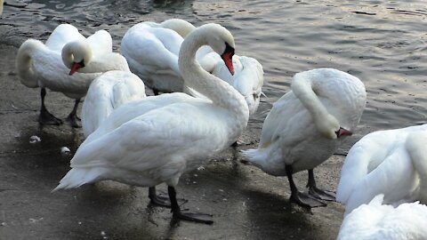 Swans clean their feathers