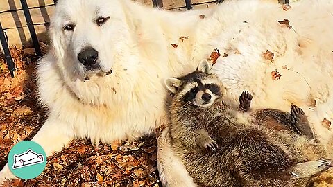 This Raccoon Can’t Walk, But Spreads Love To Dog BFF | Furry Buddies