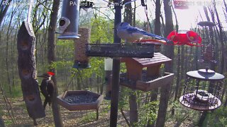 Male and female pileated visit log feeder 4-23-2010