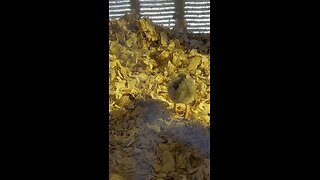 Babies get moved to the brooder