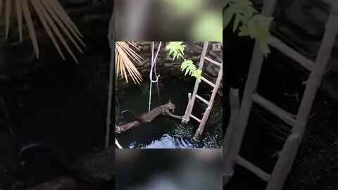 TO THE RESCUE: Firefighters and local police used a ladder to help a leopard that got stuck in india