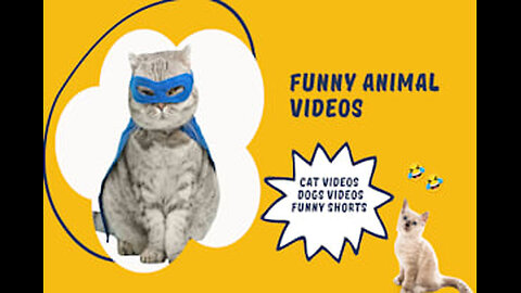 🐈🐱Roar with Laughter: The Best of Funny Animal Clips" Funny animals video | cat funny videos | hil