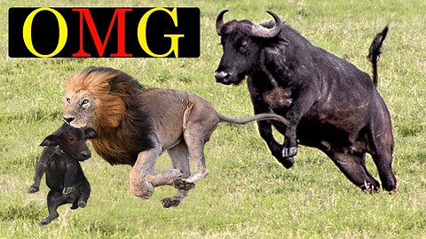 Lion_hunts_meet_with_crazy_Buffalo_-_Lion_resist_attacks_ferocity_Buffalo_herd__Wild_Animal_Attacks