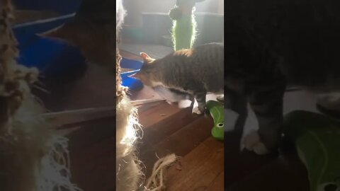 Cat vs Fish
