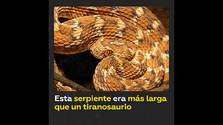 Descubren los restos de serpiente que medía hasta 15 metros