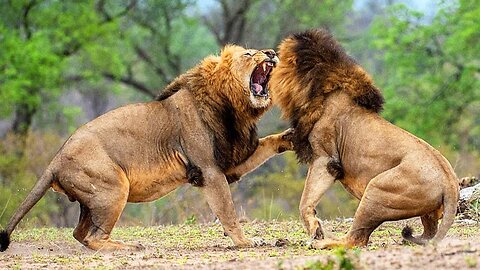 Wildlife: Two Lions Fight to See Who's King! Lion vs Lion fight #Lion#LionvsLion