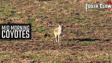 Mid Morning Coyotes - Coyote Hunting