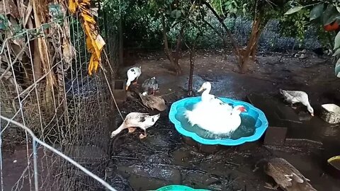 Muscovy Drake and Indian runner Drake having a clean August 1st 2021