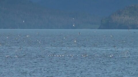 Gulls Feeding Frenzy Over Water