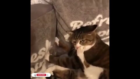 cute cat videos 😹 funny videos 😂1105