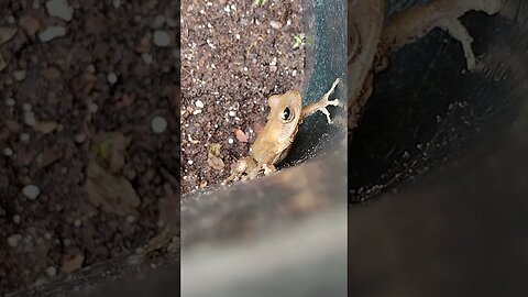 Another frog hiding out in the compost bin.