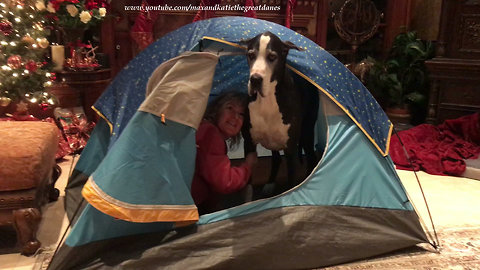 Max and Katie the Great Danes Enjoy Cozy Camping