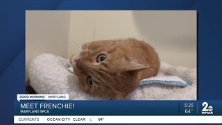 Frenchie the cat is up for adoption at the Maryland SPCA